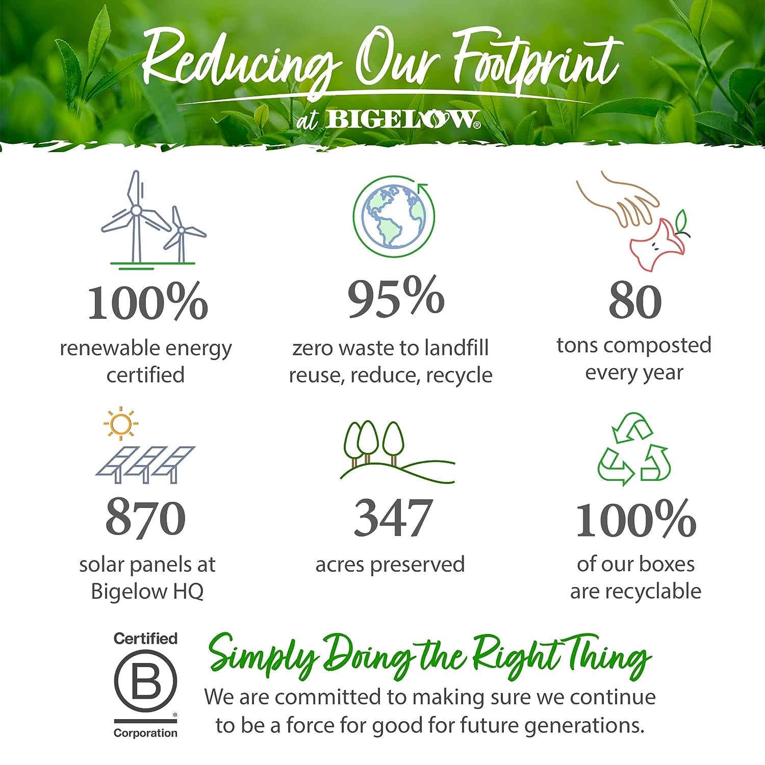 Perfect Peach Herbal Tea Bags - Caffeine Free, 20 Count (Pack of 6) - Refreshing & Delicious!